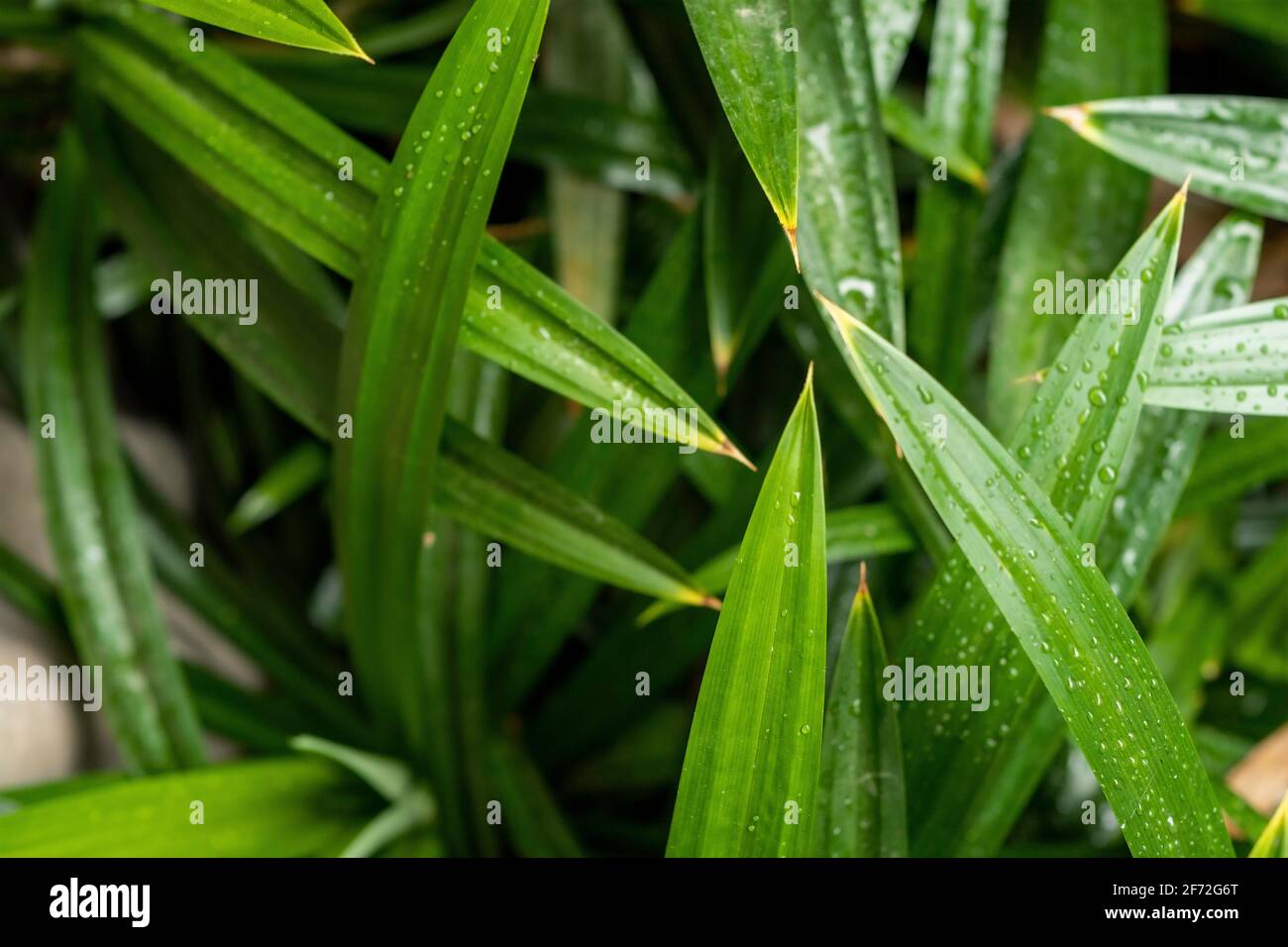 Les feuilles de pandan vert frais et parfumées sont souvent utilisées pour ajouter de la couleur et de l'arôme aux aliments et sont également bénéfiques pour la santé parce qu'elles contiennent des tanins Banque D'Images