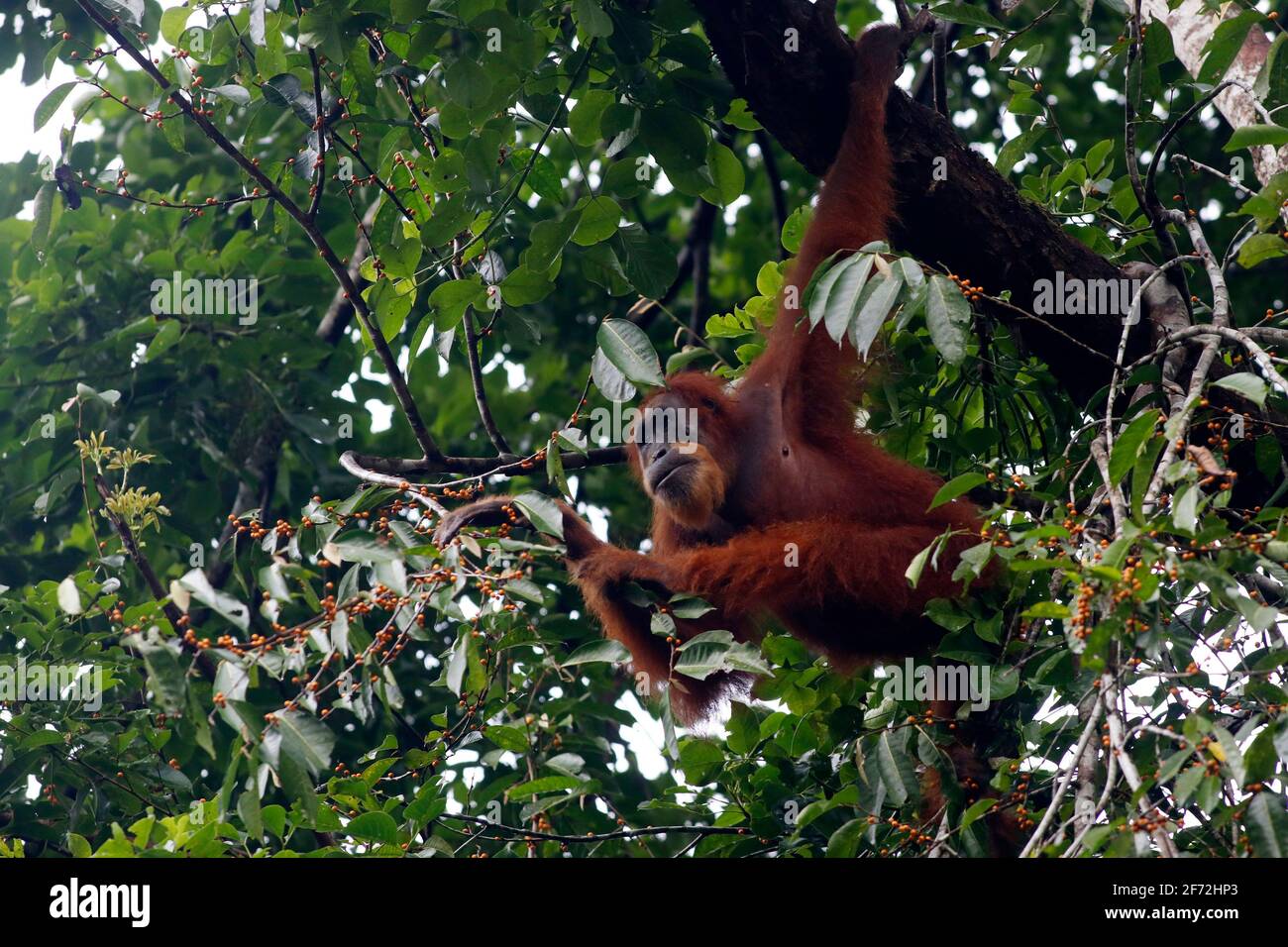 Aceh, province d'Aceh. 4 avril 2021. Un Orangutan sauvage de Sumatran (Pongo abelli) se trouve dans le parc national du Mont-Leuser, dans le sud-est d'Aceh, province d'Aceh, en Indonésie. 4 avril 2021. Credit: Junaidi Hanafiah/Xinhua/Alay Live News Banque D'Images