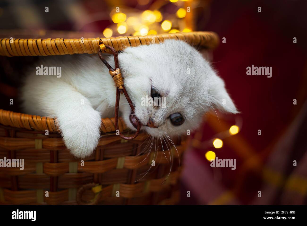 Un joli chaton britannique argenté sort d'un panier en osier. À l'arrière-plan se trouve un carreaux et des guirlandes lumineuses. Banque D'Images