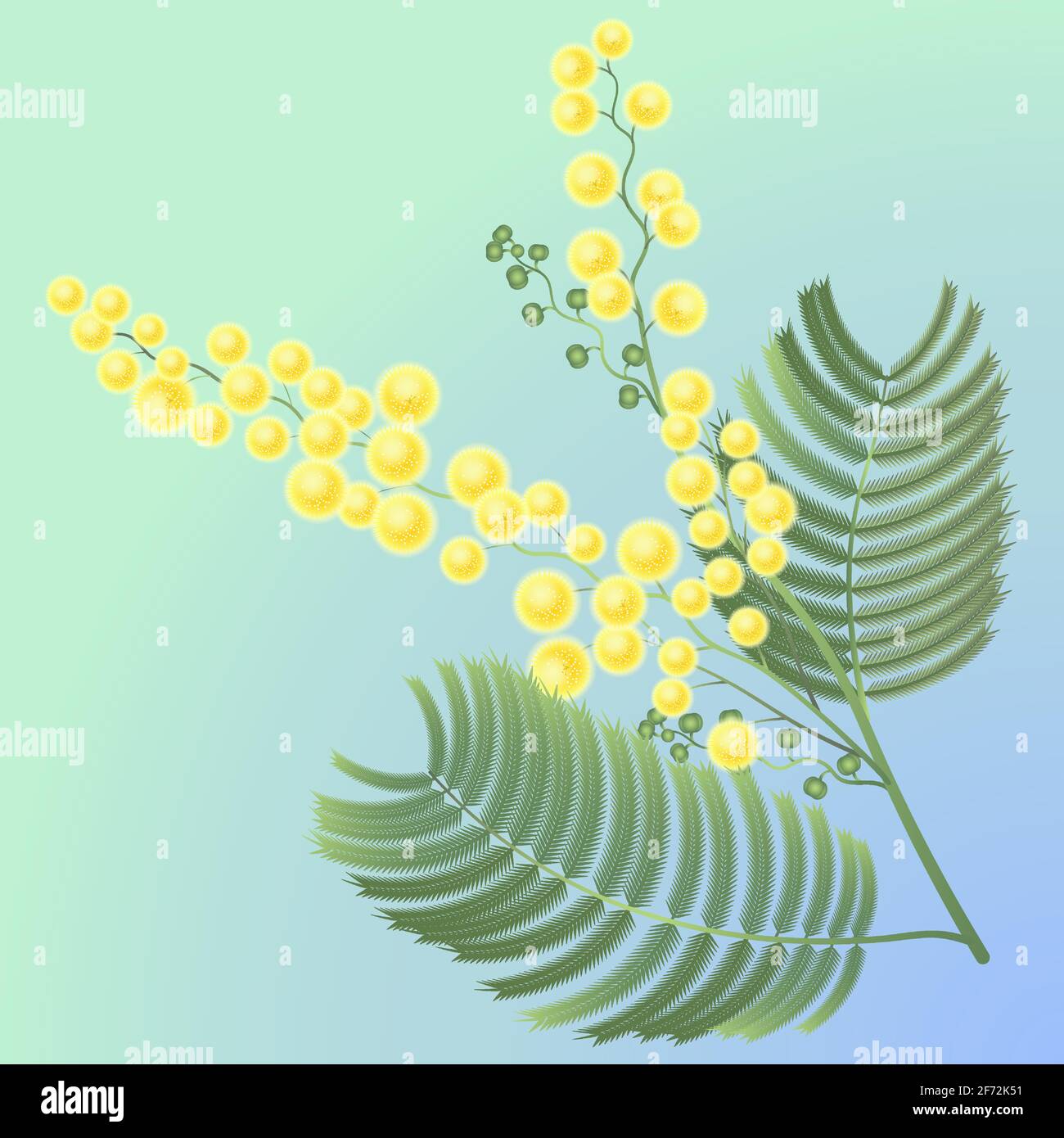 Branche de mimosa en fleurs. L'image est séparée de l'arrière-plan. Illustration vectorielle. Illustration de Vecteur