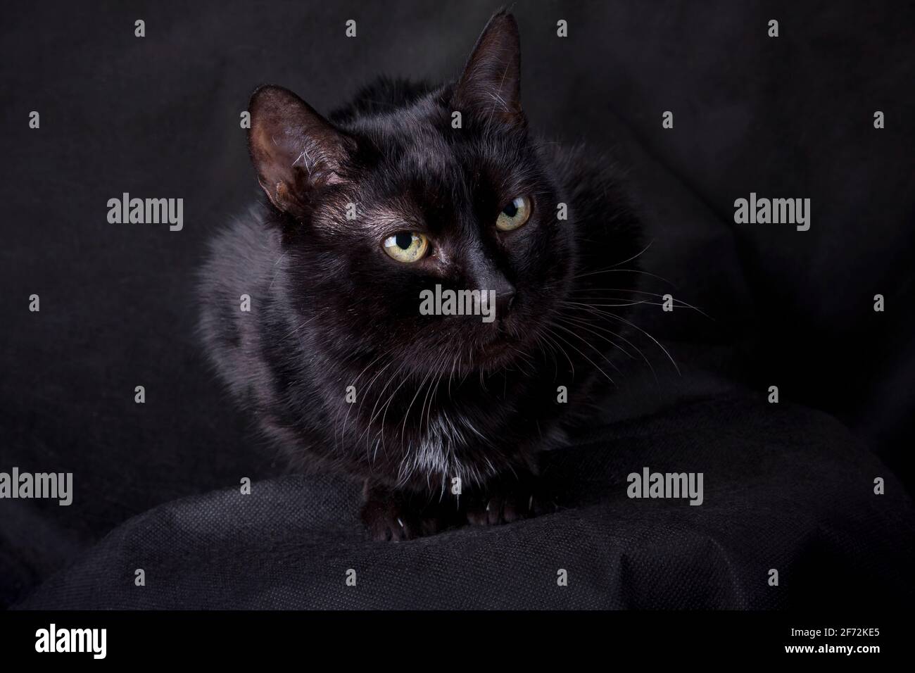 Chat noir à poil court avec yeux blancs et jaunes sur fond noir dans la salle de studio, photo horizontale Banque D'Images