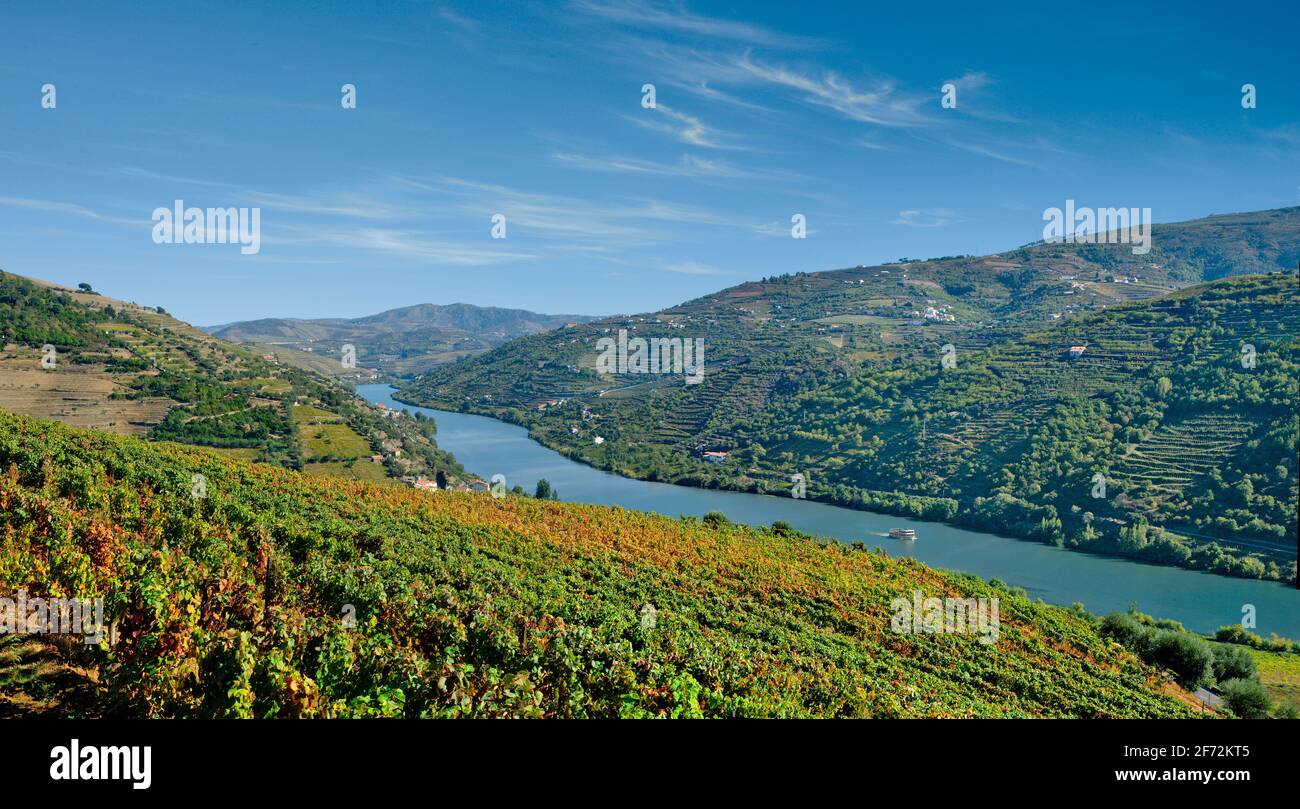 La vallée du Douro avec des vneyards près de Peso da Régua, Portugal Banque D'Images