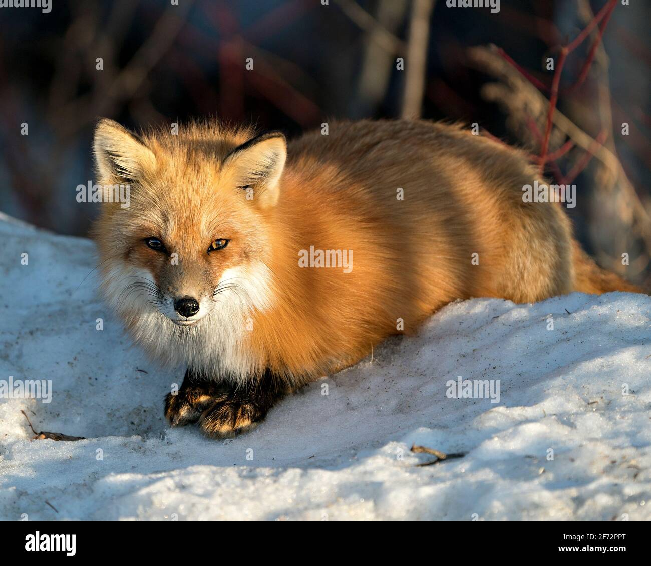 Vue en gros plan du renard rouge en hiver, sur la neige avec un arrière-plan de forêt flou et en profitant de son environnement et de son habitat. Fox image. Banque D'Images