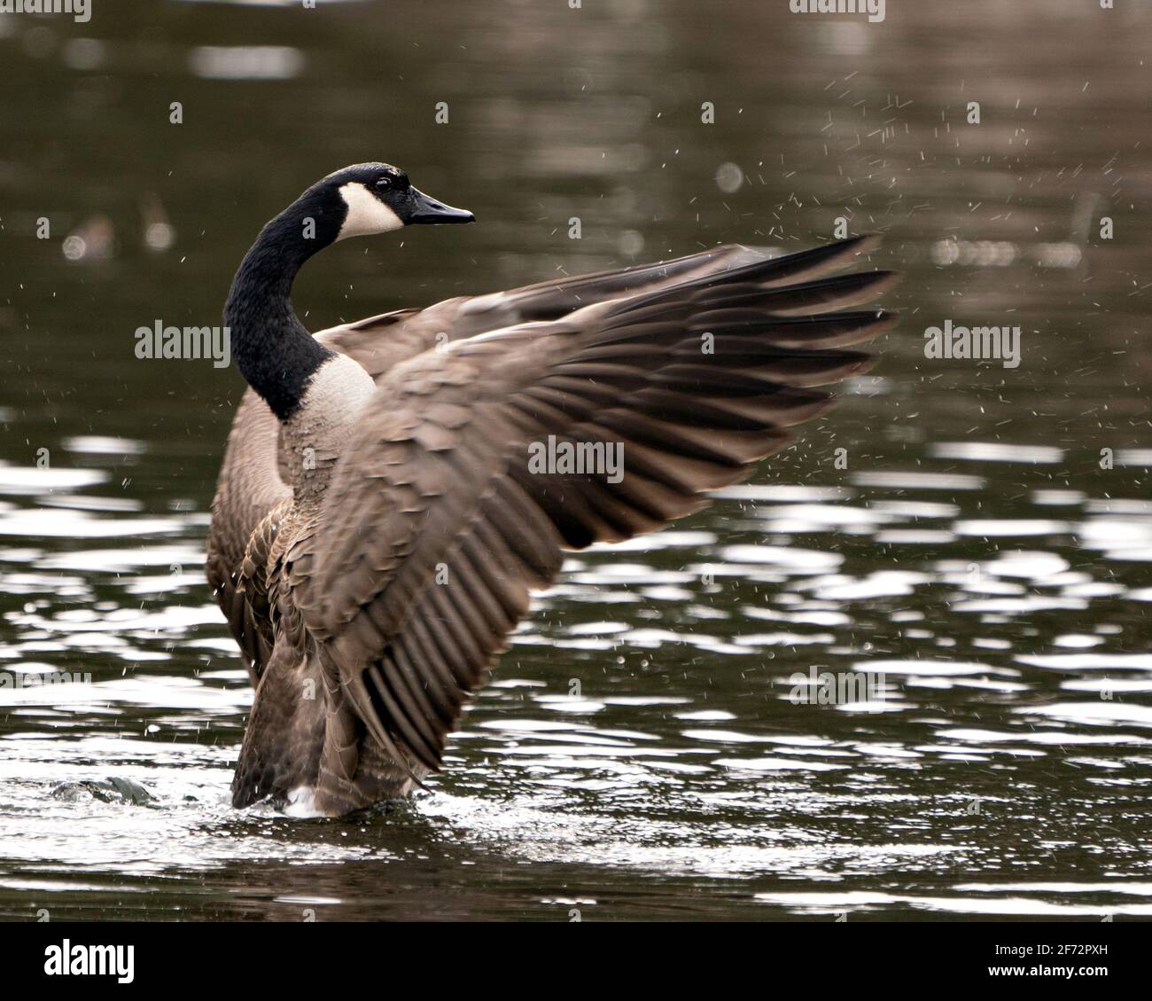 Vue rapprochée des Oies canadiennes nage dans l'eau avec des ailes éparpillées dans son habitat et son environnement. Image des Bernaches du Canada. Image. Portrait. Banque D'Images