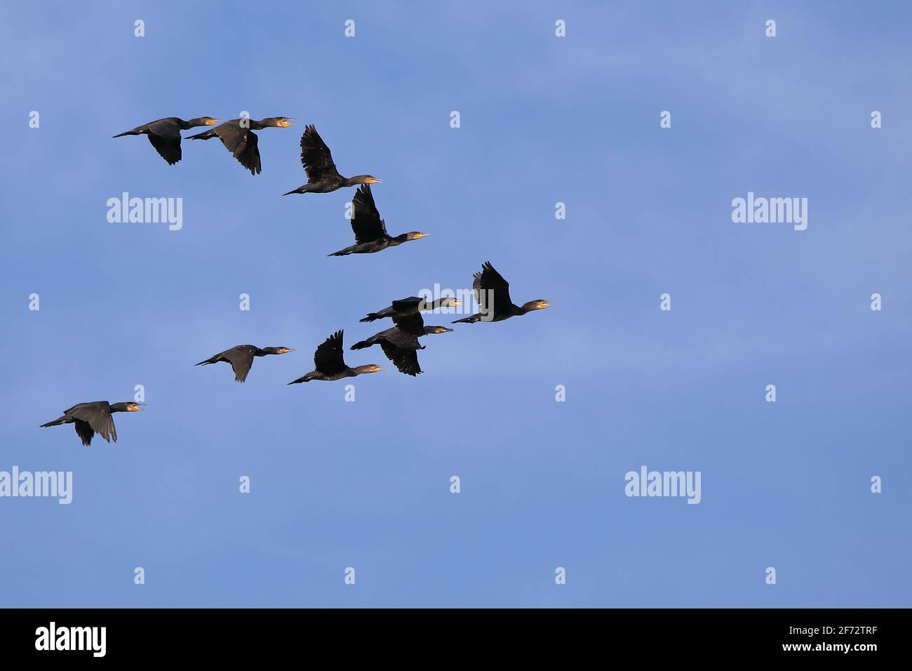 Le Grand Cormorant volant Banque D'Images