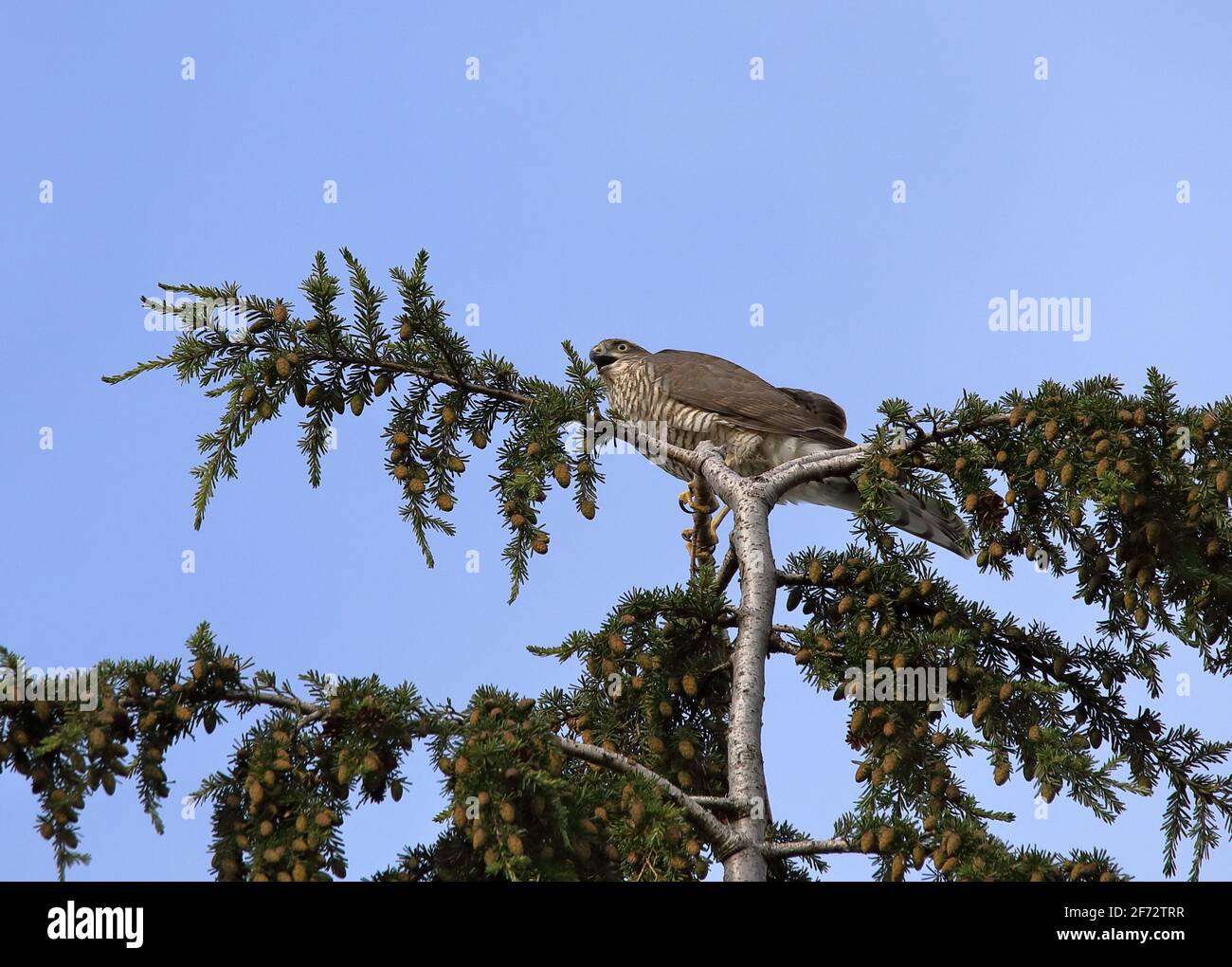 Sparrowhawk eurasien sur un arbre Banque D'Images