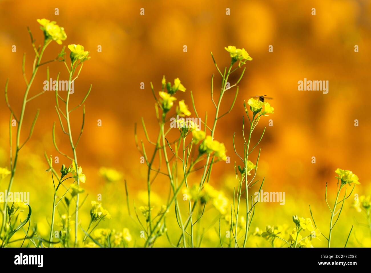 Fleurs jaunes au printemps Banque D'Images