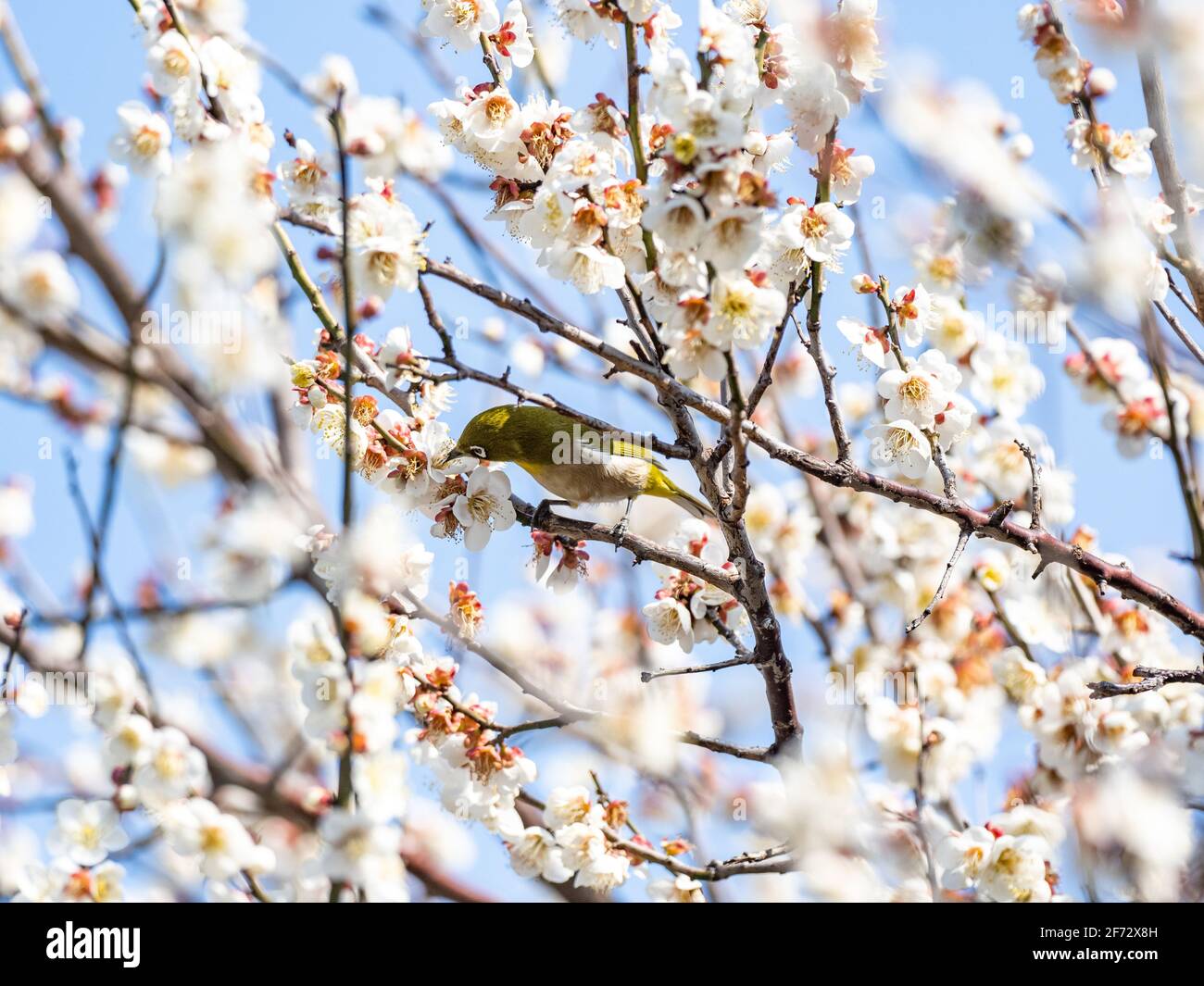 Un oeil blanc japonais, également appelé oeil blanc de guerre ou oeil blanc de montagne, Zosterops japonicus, perche parmi les fleurs de pruniers du début du printemps Banque D'Images