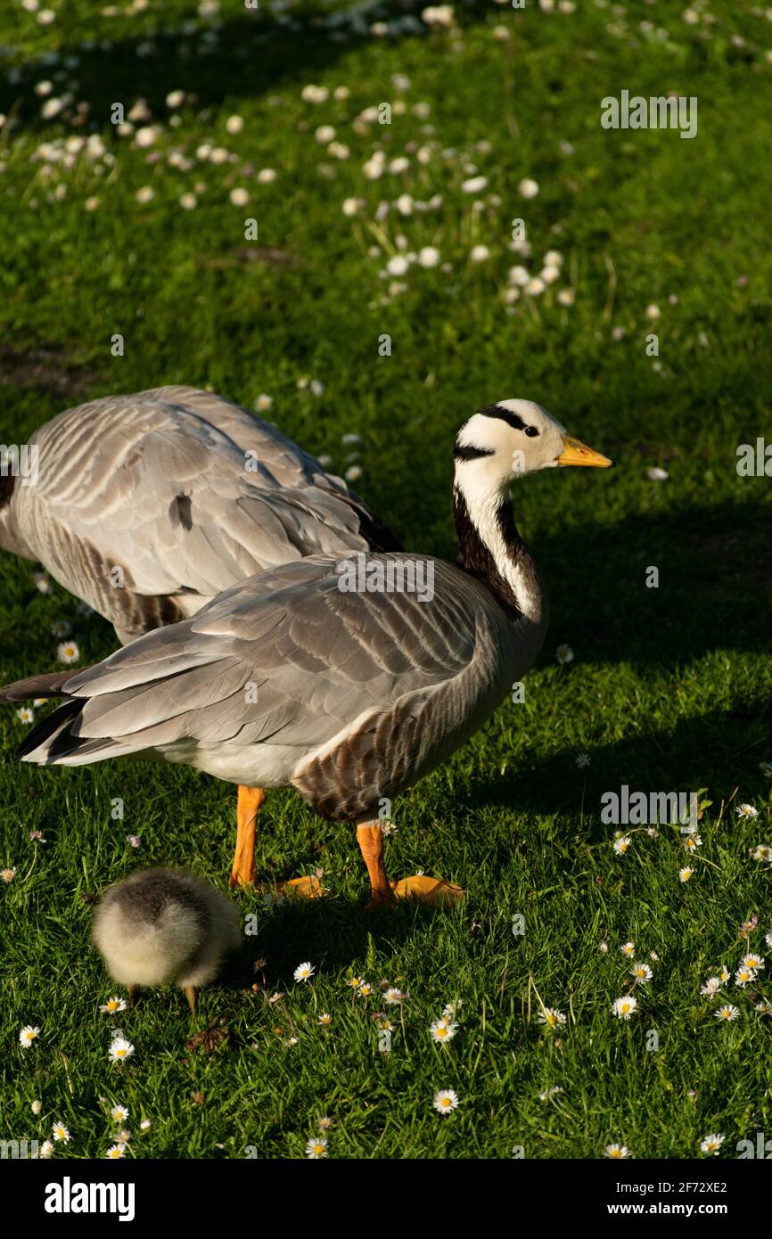 Famille de l'oie graylag ou de l'oie graylag (Anser anser) sur un pré dans le jardin anglais (Englischer Garten) à Munich résidence. Banque D'Images