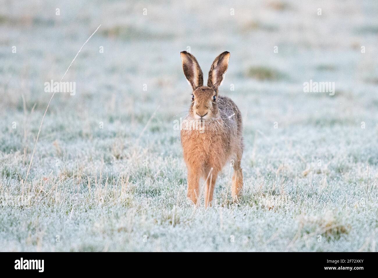 Lièvre (Lepus europaeus) dans Frost - Écosse, Royaume-Uni Banque D'Images