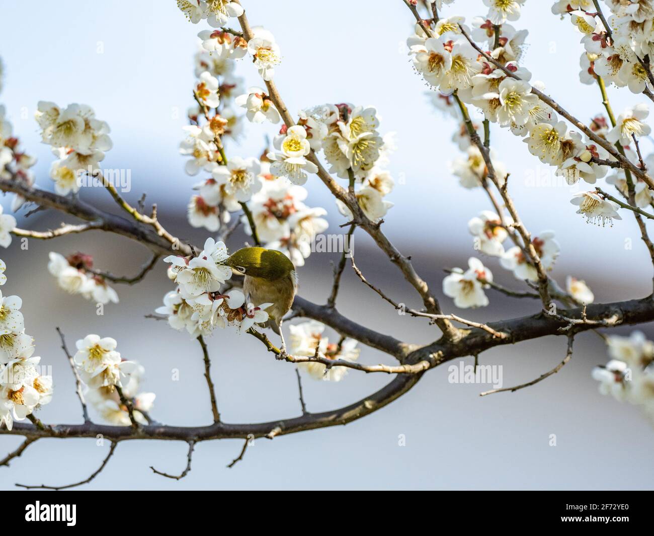 Un oeil blanc japonais, également appelé oeil blanc de guerre ou oeil blanc de montagne, Zosterops japonicus, perche parmi les fleurs de pruniers du début du printemps Banque D'Images