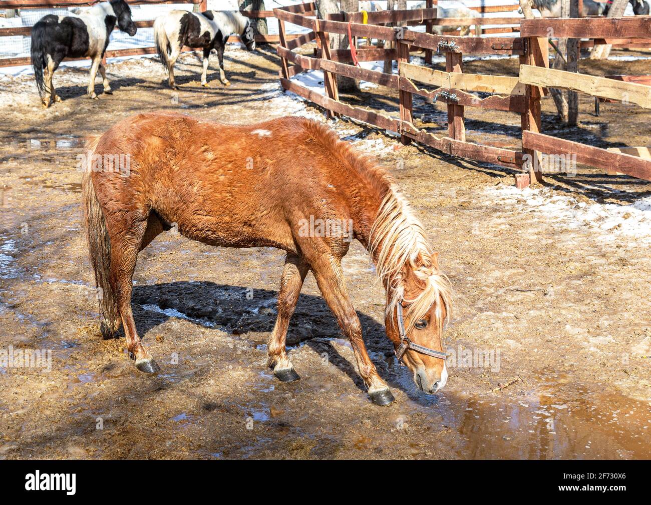 De beaux chevaux à la ferme en plein soleil le jour du printemps Banque D'Images