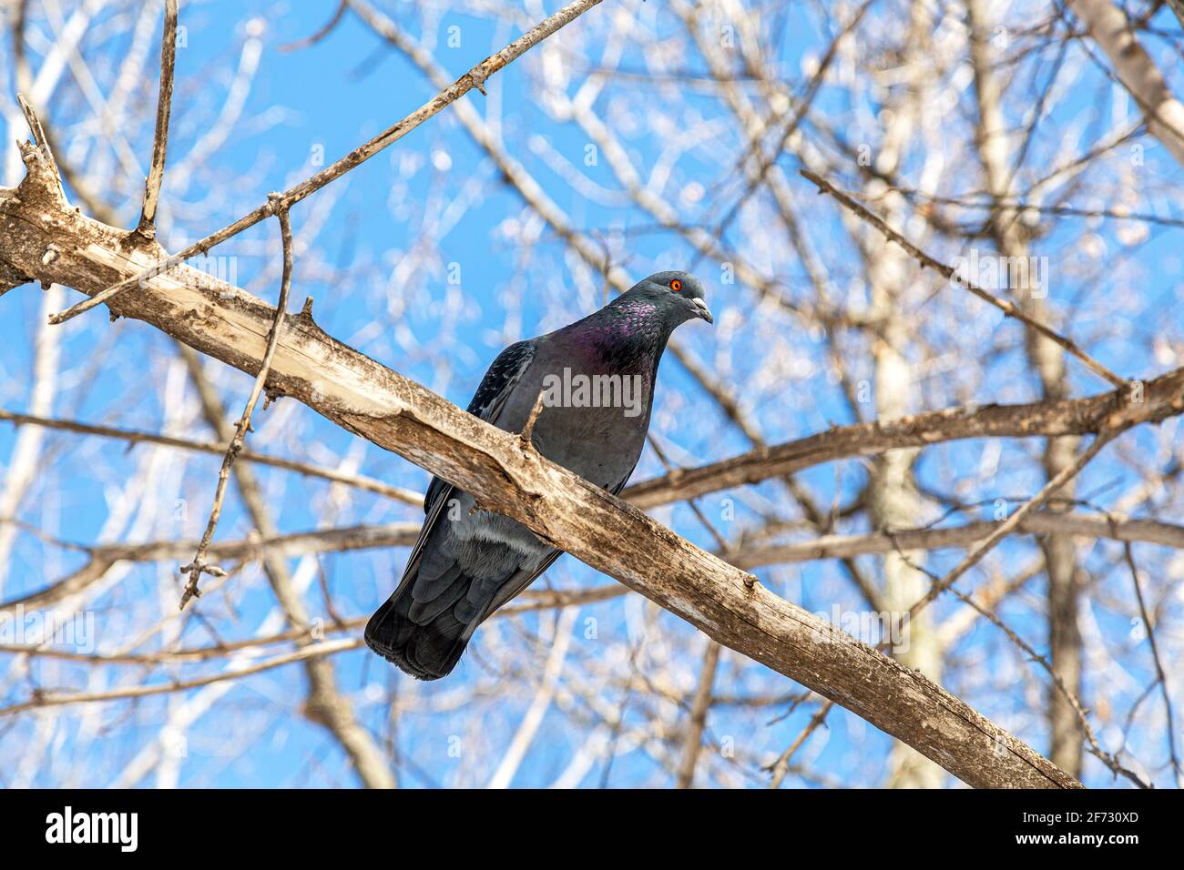 Pigeon assis sur une branche d'arbre dans un parc de la ville Banque D'Images