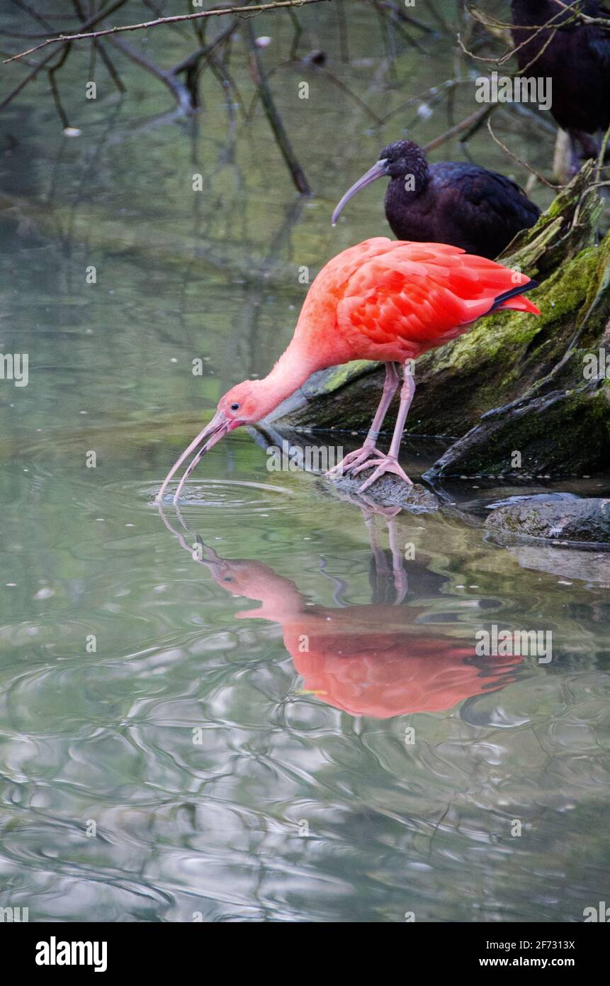 Oiseaux de l'ibis écarlate dans la nature. Les ibis écarlate se promène sur fond d'étang. Banque D'Images