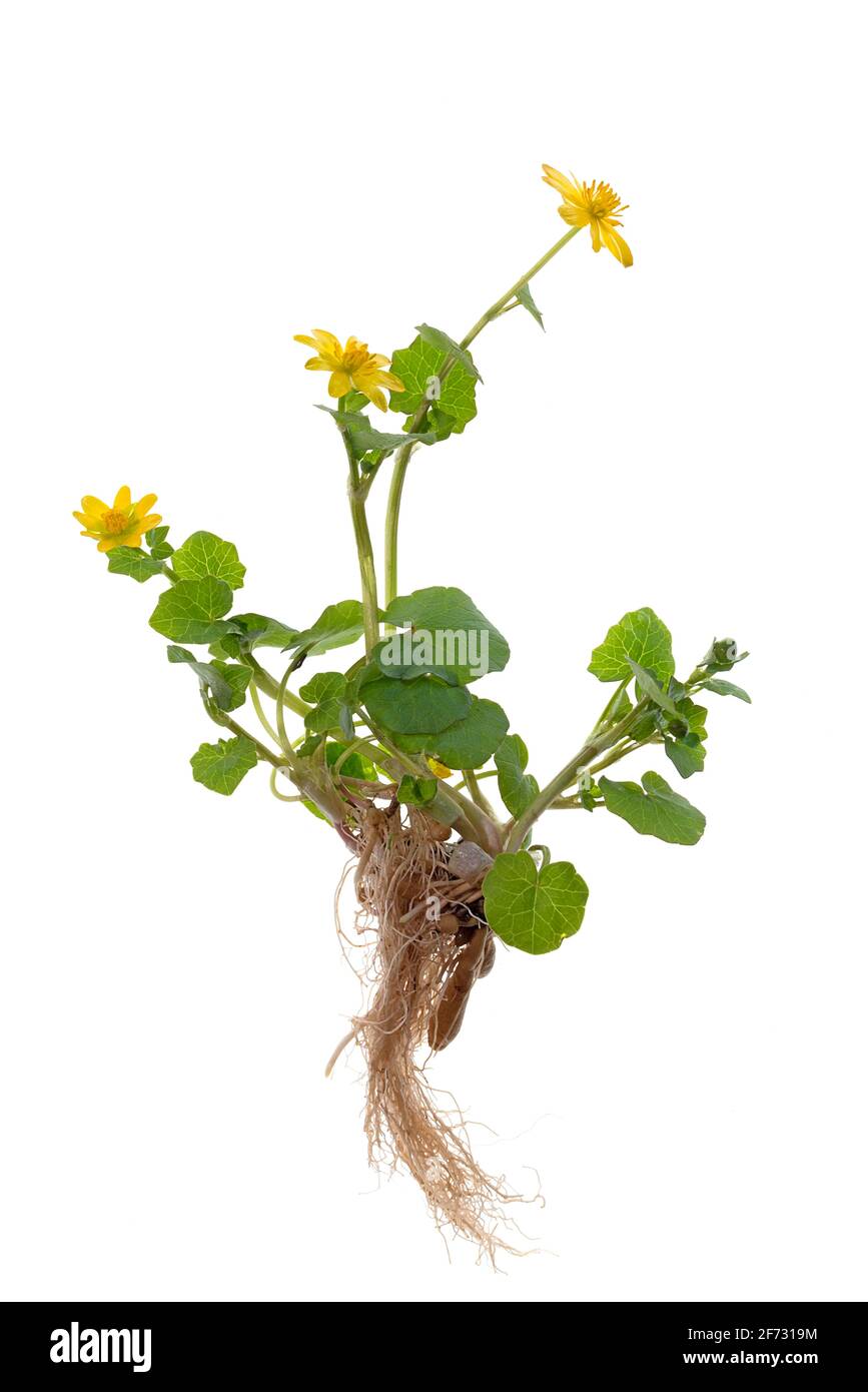 Moindre celandine (Ficaria verna) sur sol blanc, Allemagne Banque D'Images