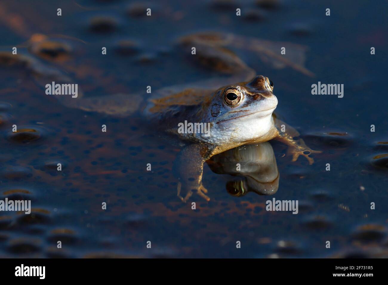 Grenouille de Moor (Rana arvalis), mâle de couleur bleue pendant la saison de reproduction, Schleswig-Holstein, Allemagne Banque D'Images