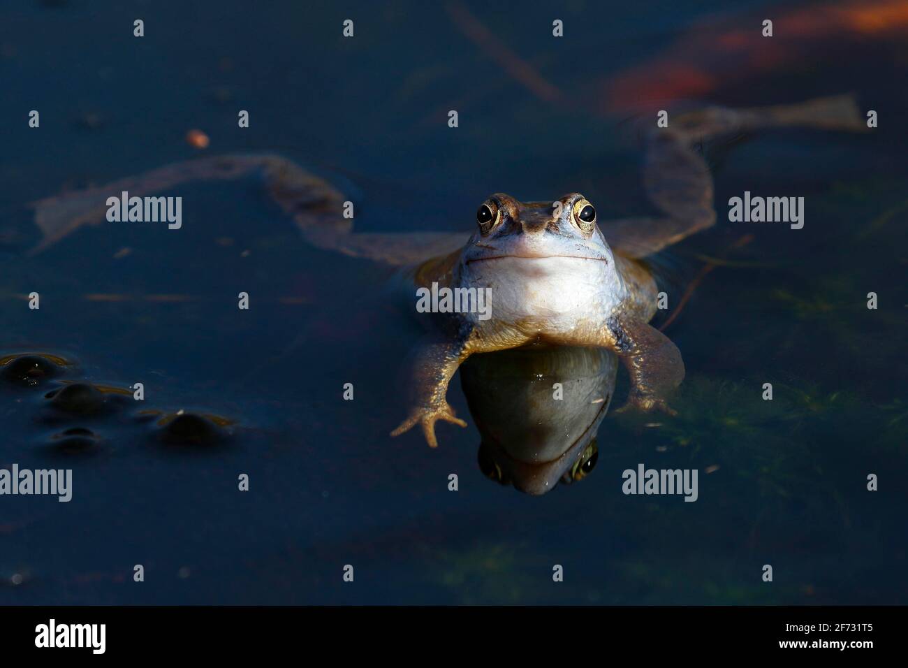 Grenouille Moor (Rana arvalis), mâle pendant la saison de reproduction, Schleswig-Holstein, Allemagne Banque D'Images