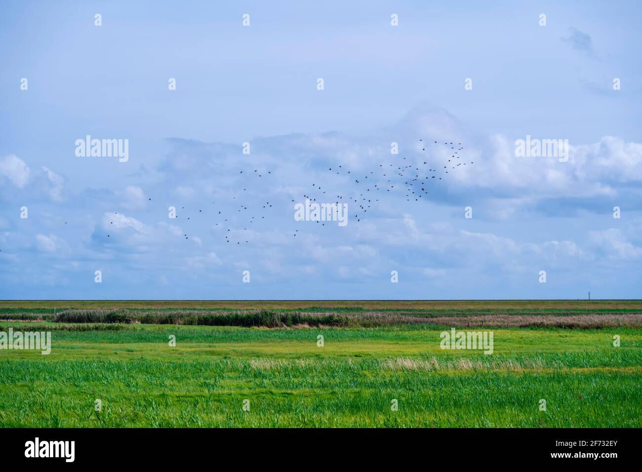 Troupeau d'oiseaux volant au-dessus de prairies dans la zone côtière, Morsum, Sylt, Île de la Frise du Nord, Mer du Nord, Frise du Nord, Schleswig-Holstein, Allemagne Banque D'Images