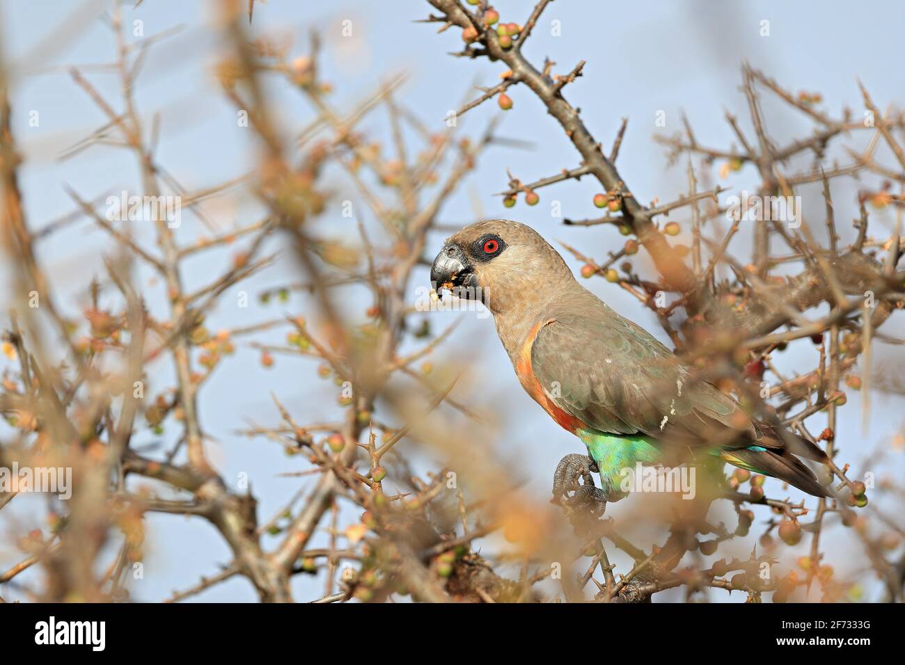 Perroquet à ventre rouge (Poicephalus r) (rufiventris), réserve nationale de Samburu, Kenya Banque D'Images