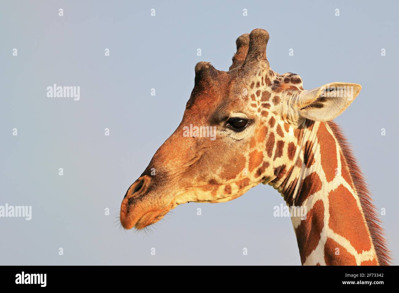 Girafe réticulée (Giraffa reticulata), portrait, réserve nationale de Samburu, Kenya Banque D'Images