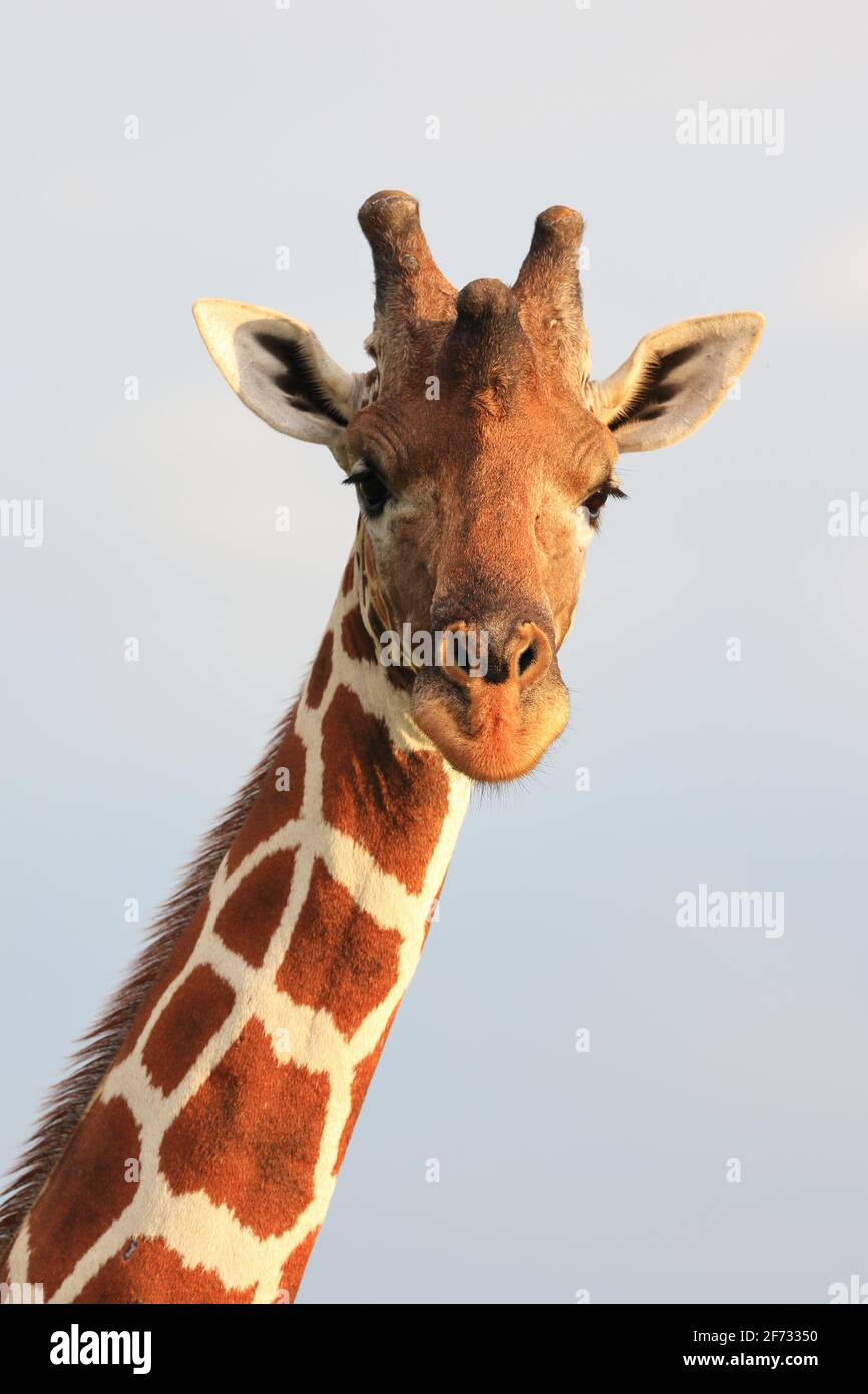 Girafe réticulée (Giraffa reticulata), portrait, réserve nationale de Samburu, Kenya Banque D'Images