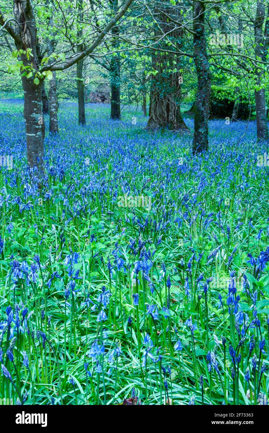 Bluebells dans une forêt de Cornwall, Angleterre, Royaume-Uni Banque D'Images