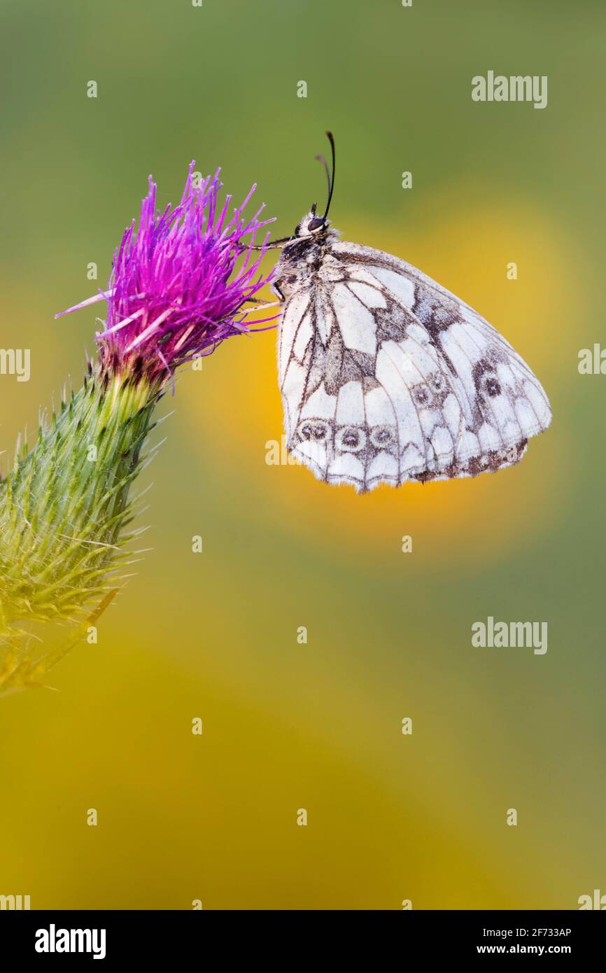 Blanc marbré (Melanargia galathea), échiquier, chardon, Allemagne Banque D'Images