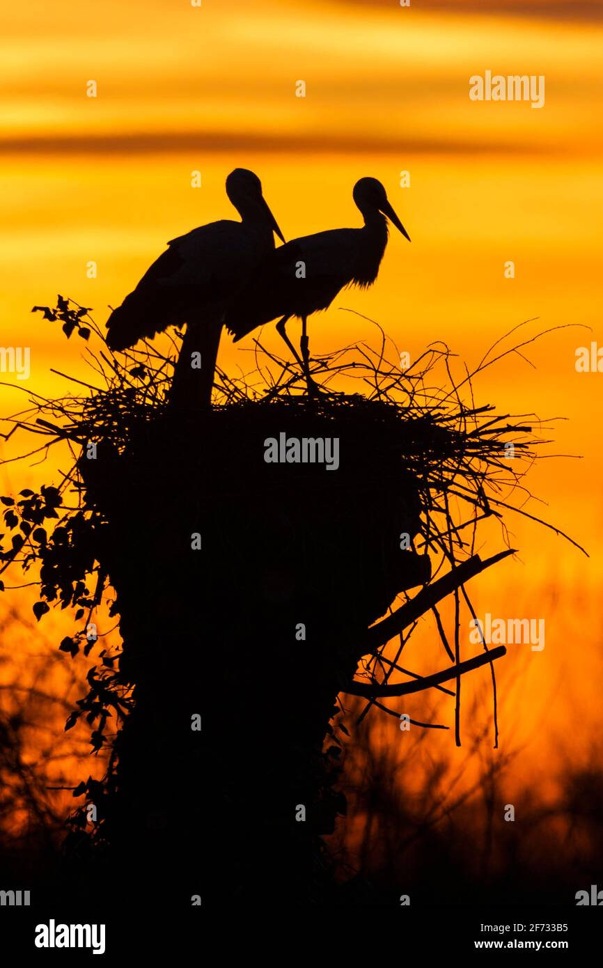 Cigogne Blanche (Ciconia ciconia), Allemagne Banque D'Images