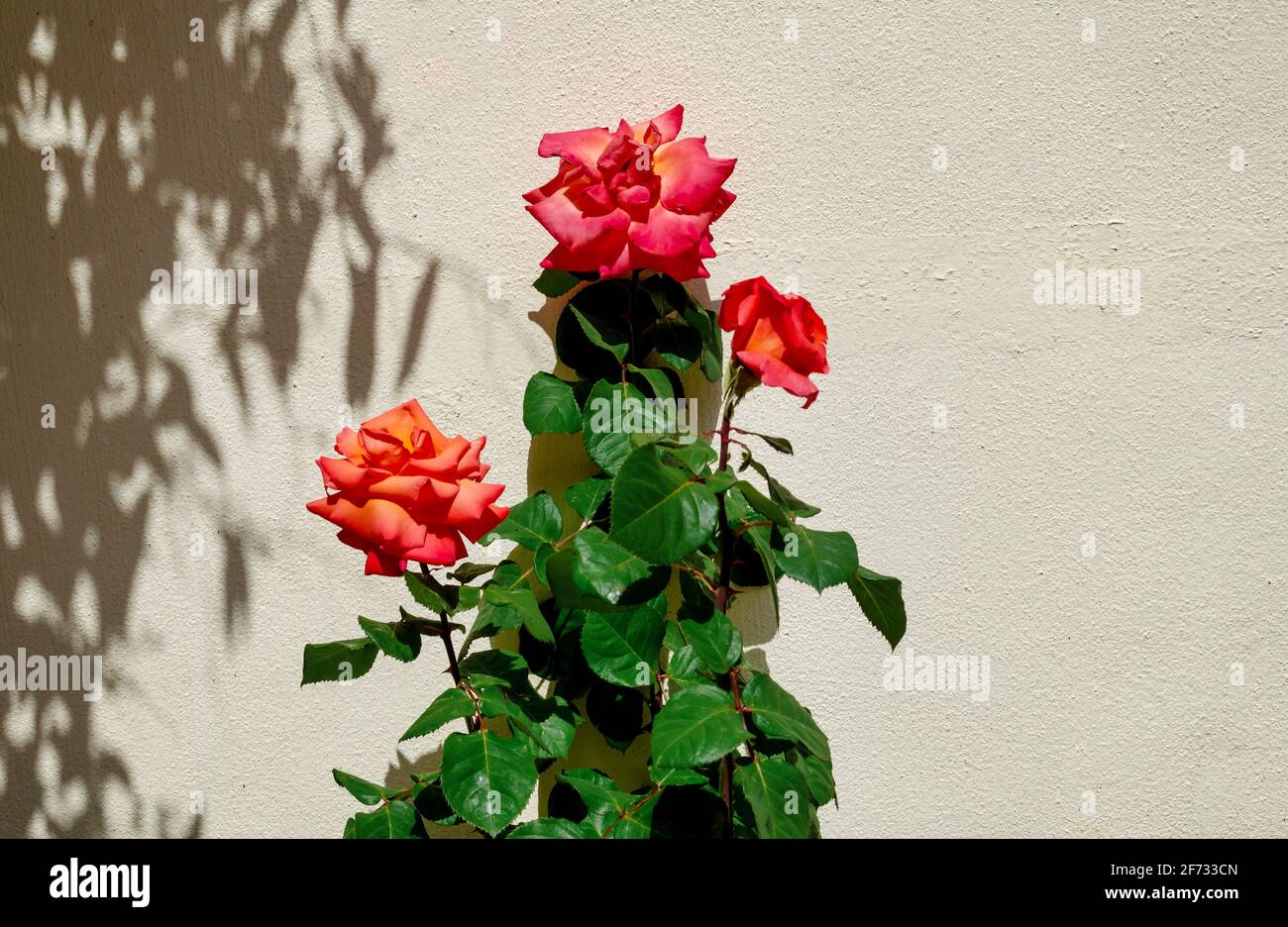 Roses orange et roses sur fond de mur blanc. Banque D'Images