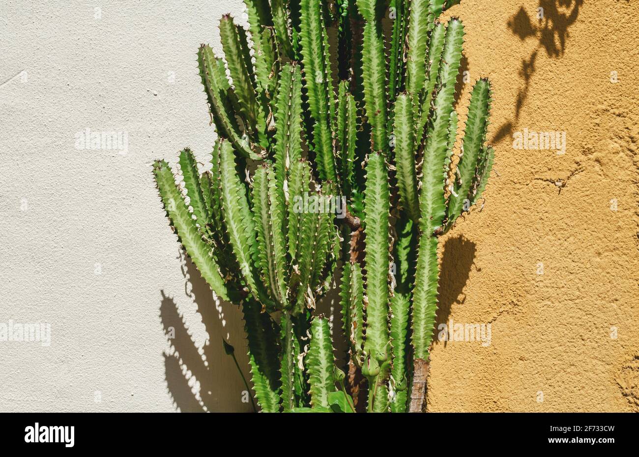 Plante succulente appelée Euphorbia Trigona également connu sous le nom d'arbre à lait africain sur un mur blanc et jaune embué. Banque D'Images