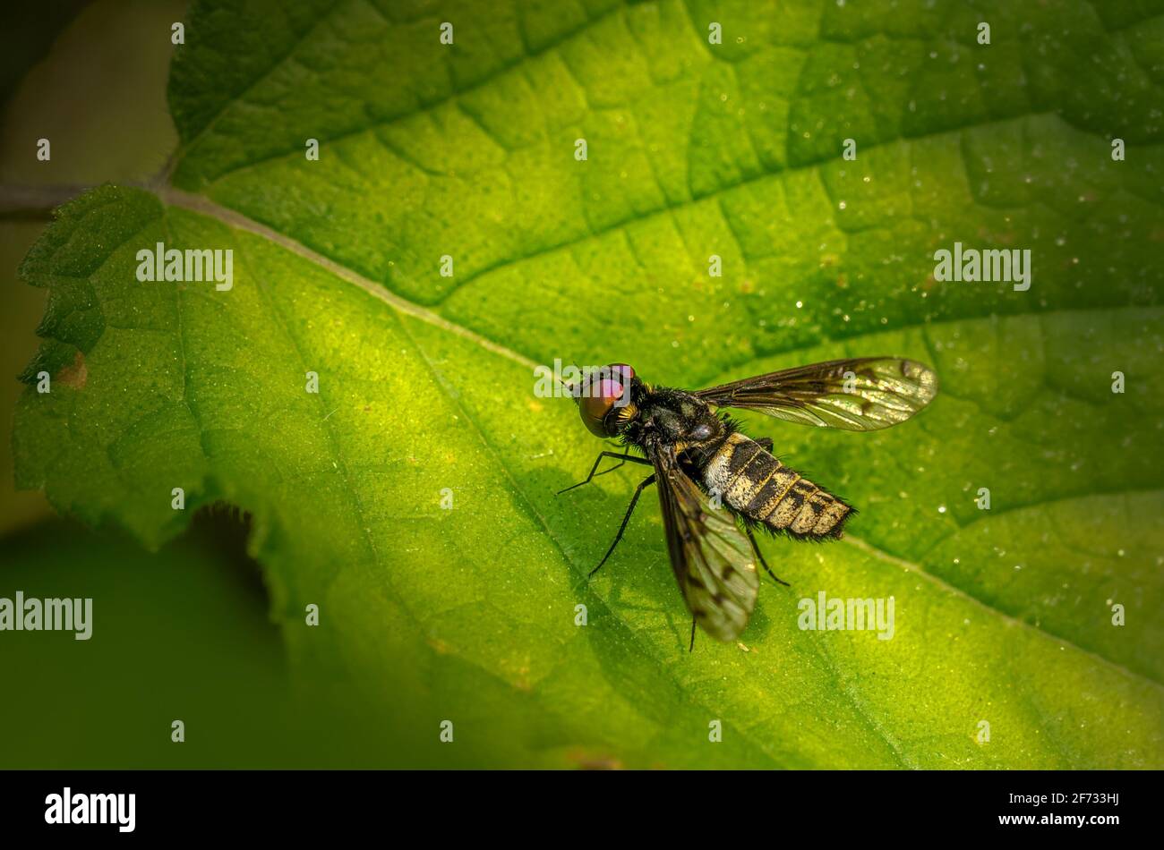 Fly assis on leaf Banque D'Images