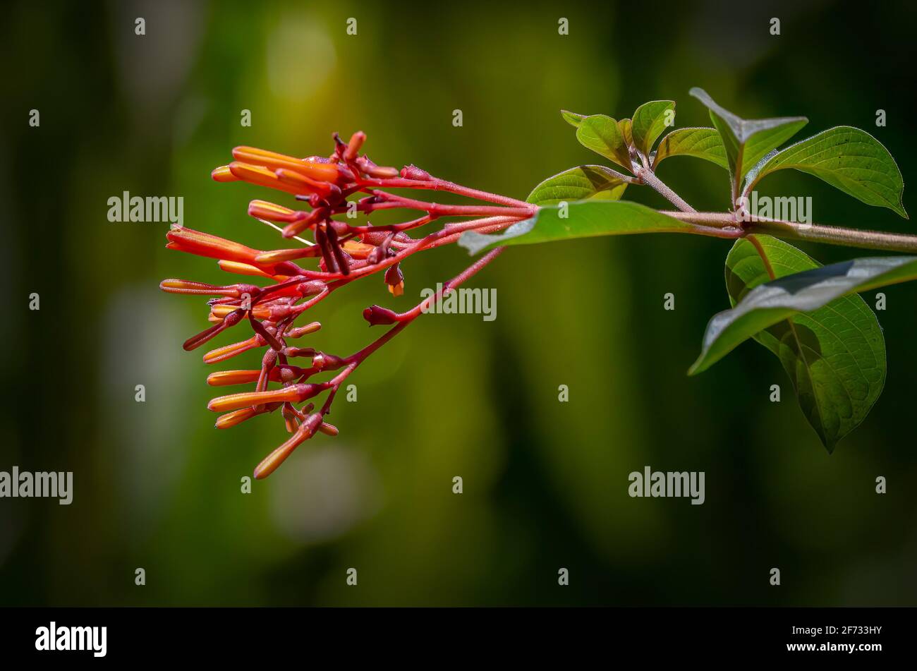 Fleurs de nectar d'orange, arbre magnétique pour les oiseaux solaires Banque D'Images