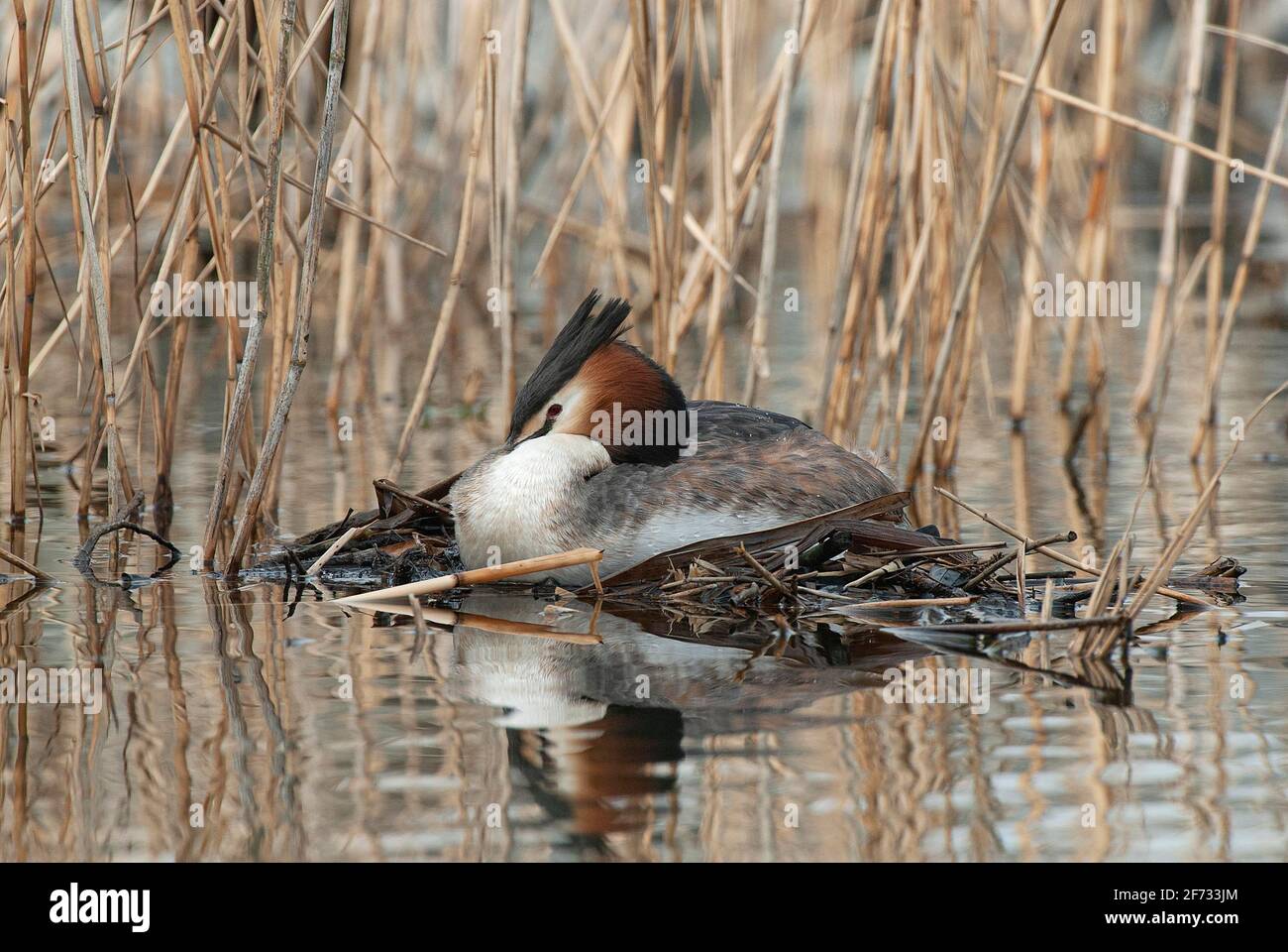 Grand grebe à craquer (Podiceps cristatus) se reproduisant sur un nid flottant, Basse-Saxe, Allemagne Banque D'Images