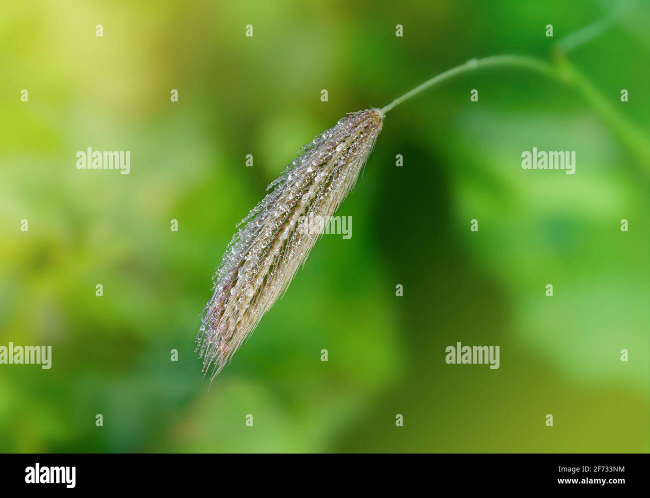 Fleur d'herbe avec des gouttes de rosée qui brillent comme des cristaux Banque D'Images