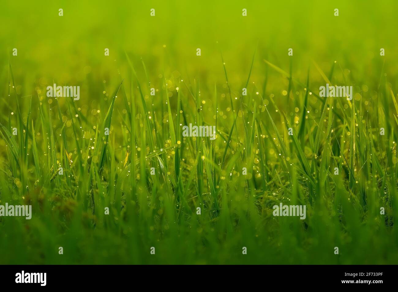 La rosée fraîche tombe sur l'herbe verte, les joyaux de la nature Banque D'Images