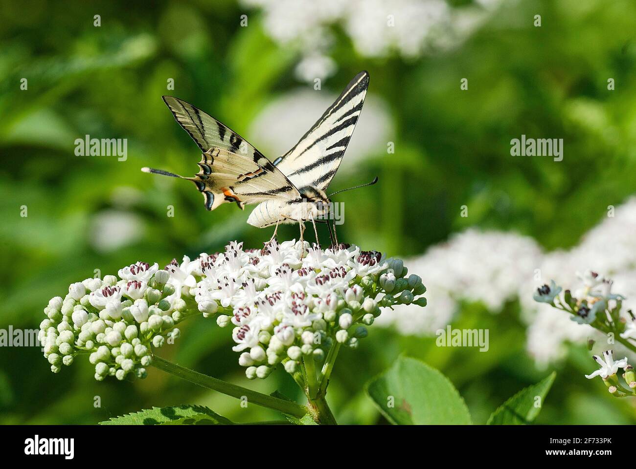 Rare nain (Iphiclides podalirius) sucer le nectar, près de Devetaki, Bulgarie Banque D'Images