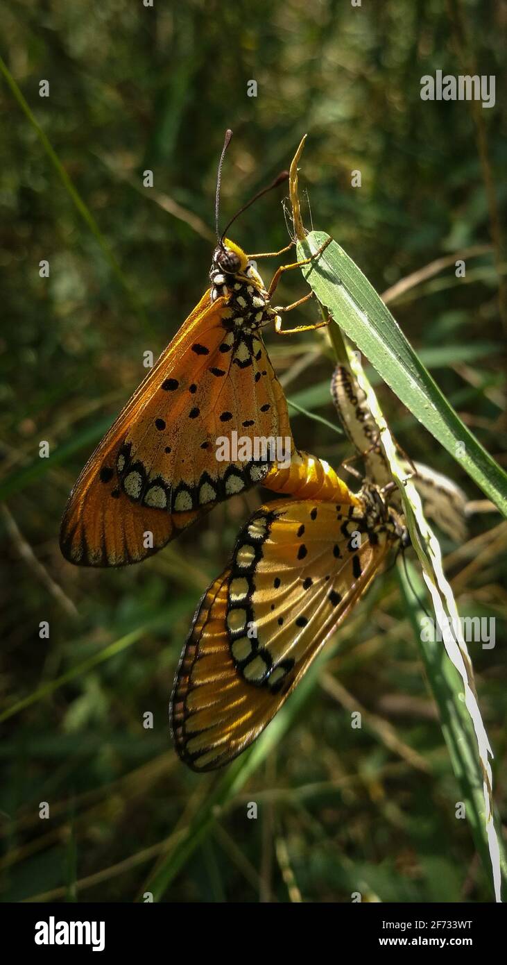 Tawny Coaster s'accouplant sur une lame d'herbe, magnifiquement connecté t o l'un à l'autre Banque D'Images