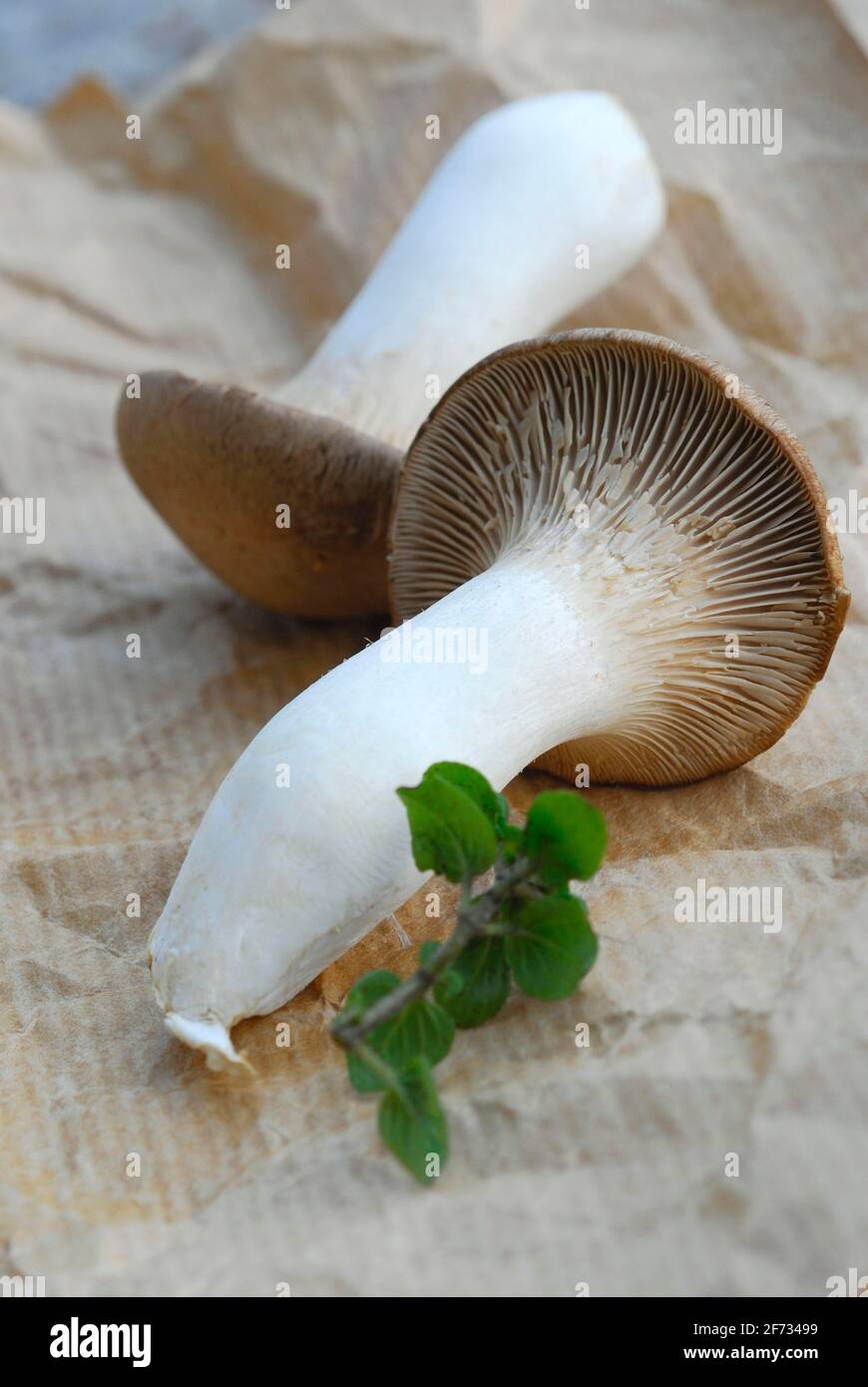 BBrauner King trompette champignon, ( Pleurotus eryngii) Banque D'Images