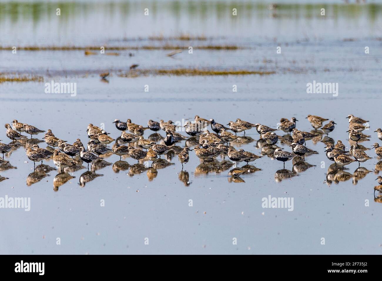 Un groupe de pluviers noir et doré se reposant à Merced National Wildlife refuge sur leur long voyage vers le nord L'Arctique de l'Amérique du Sud Banque D'Images