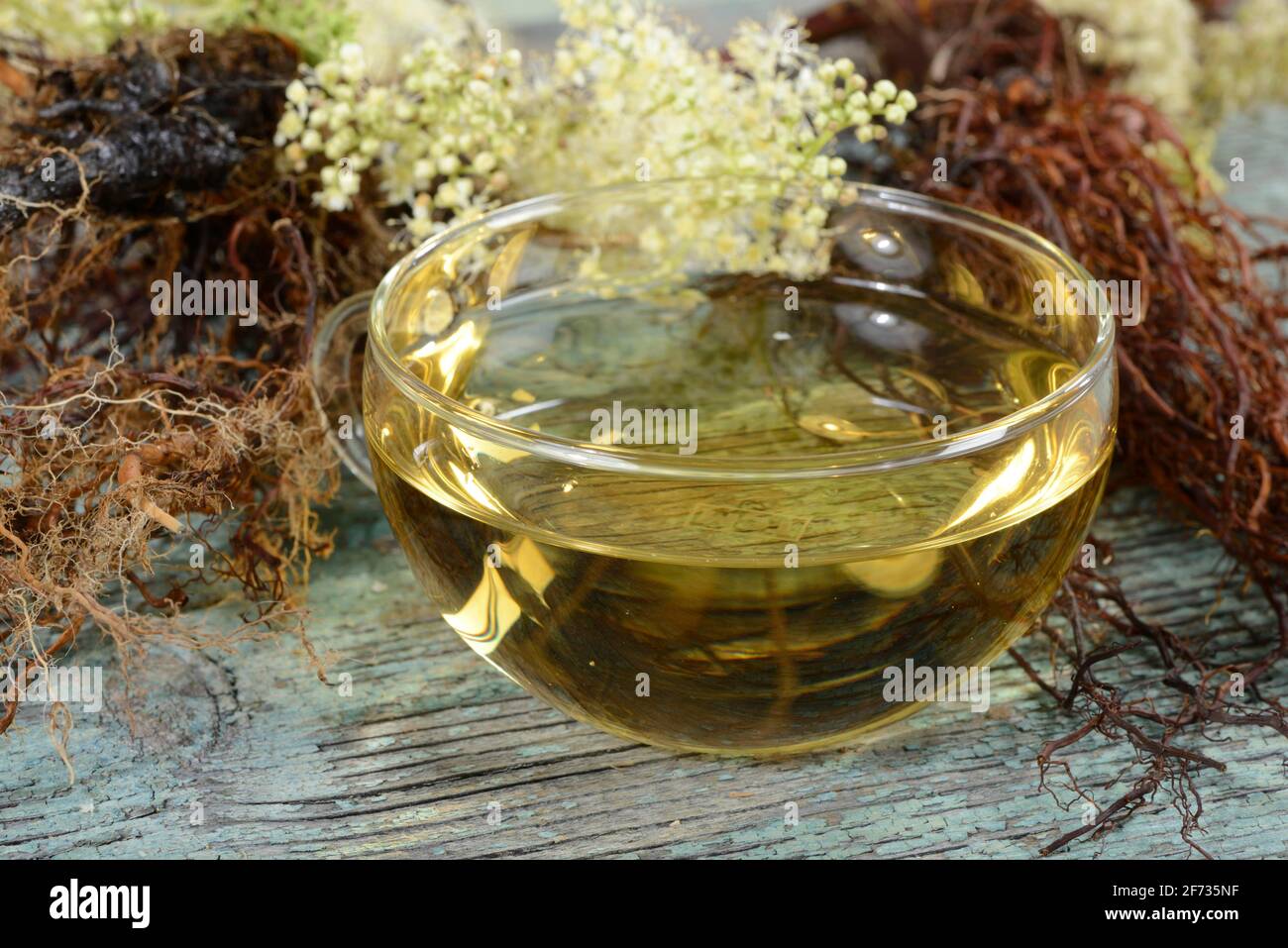 Tasse de thé doux (Filipendula ulmaria), doux, légumineuse, chèvrefeuille, spikeweed, meadow queen, lilas sauvage, herbe de crampes, thé doux au limon Banque D'Images