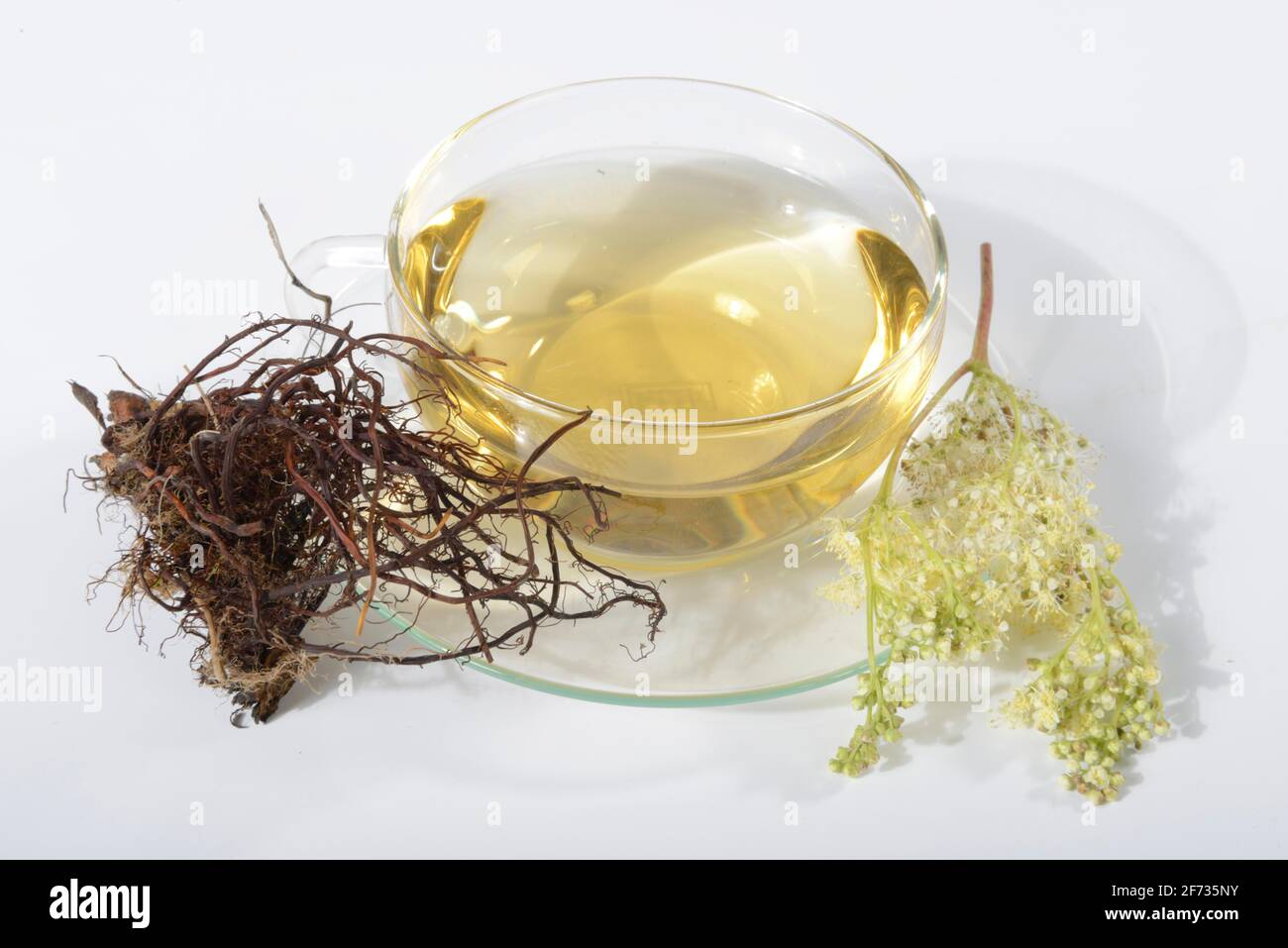 Tasse de thé doux (Filipendula ulmaria), doux, légumineuse, chèvrefeuille, spikeweed, meadow queen, lilas sauvage, herbe de crampes, thé doux au limon Banque D'Images