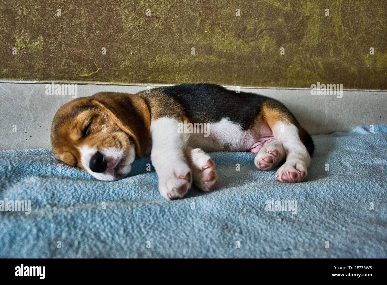 Couchage chiot Beagle Banque D'Images