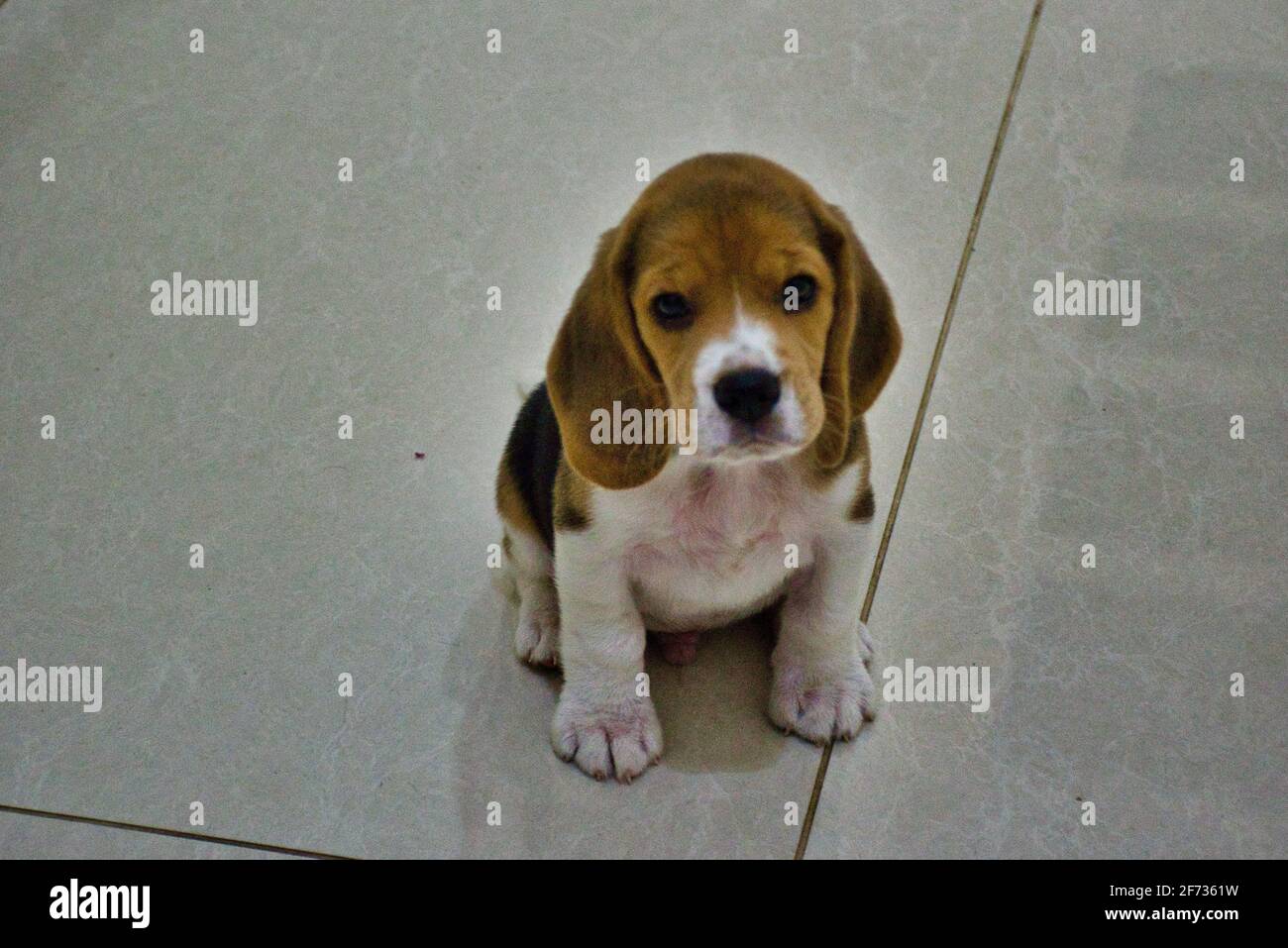 Chiot Beagle Banque D'Images