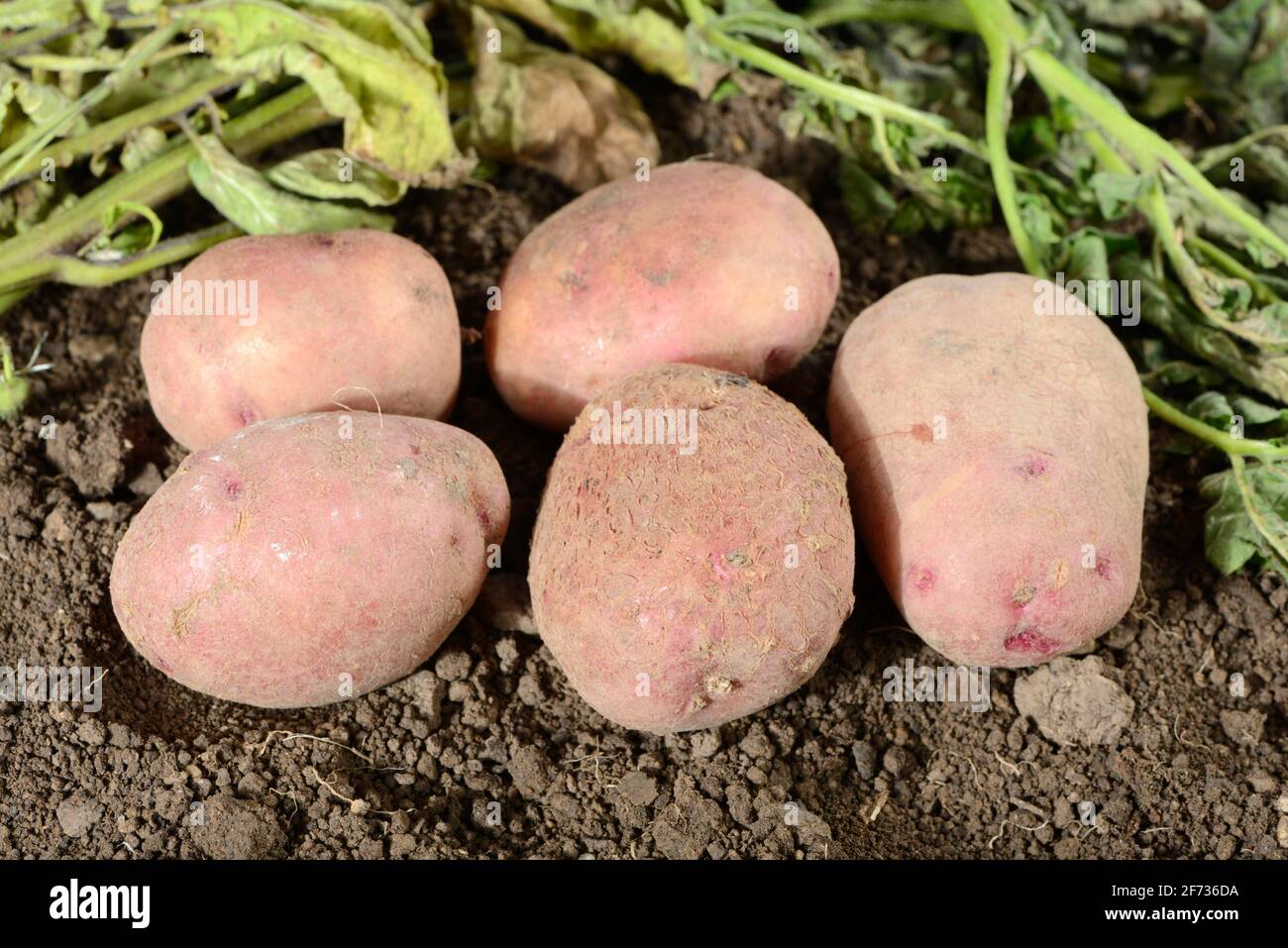 Pommes de terre (Solanum tuberosum), variété Reichskanzler Banque D'Images