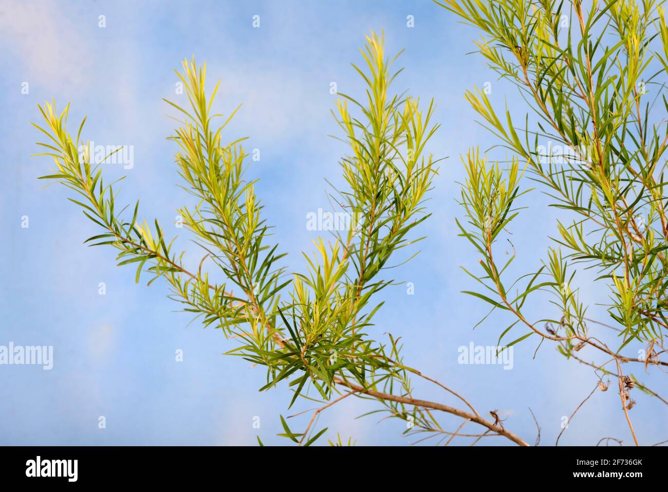 Arbre à thé (Melaleuca alternifolia) Banque D'Images