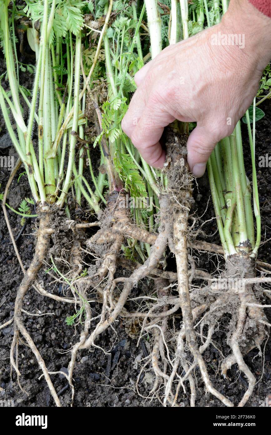 Carotte sauvage (Daucus carota), racine Banque D'Images