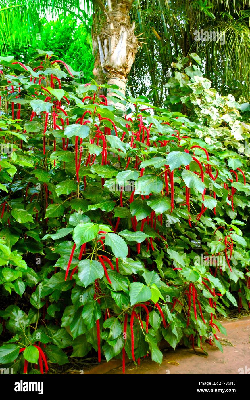 Rouge-chaud chat de la queue fleurs latin nom Acalypha hispida Banque D'Images