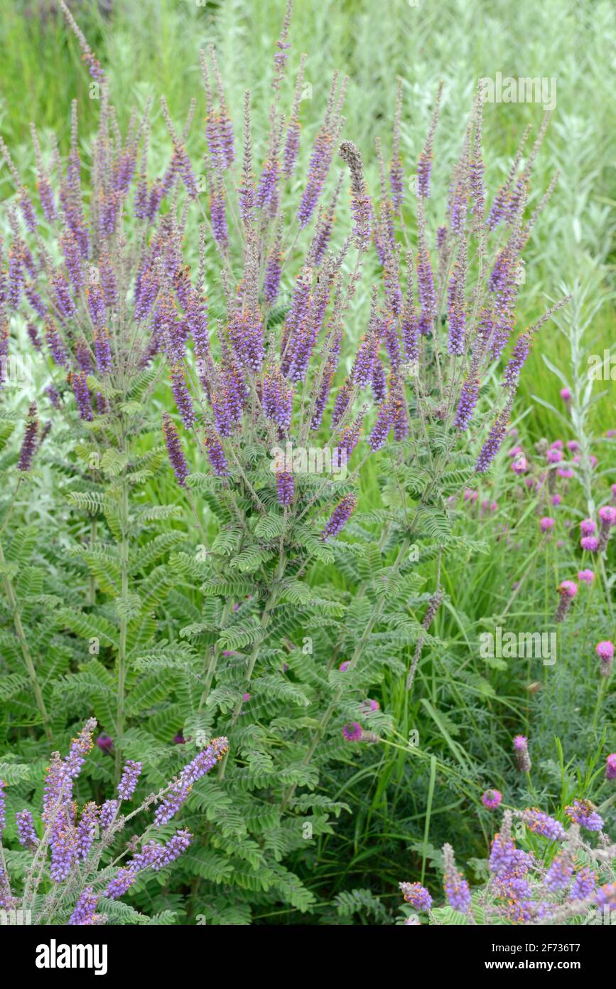 Racine de plomb (Amorpha canescens), buisson de plomb Banque D'Images