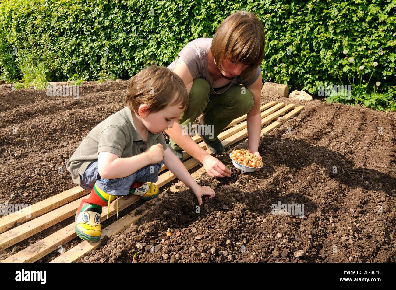 Jardin biologique, mettre des oignons Banque D'Images