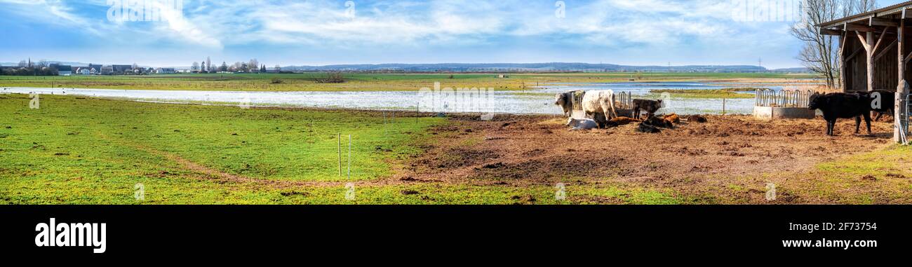 La réserve naturelle idyllique de Bingenheimer Ried, qui abrite de nombreux oiseaux et vaches sauvages, est située à l'ouest de Bingenheim (Wetterau) dans l'inondation de Horloff Banque D'Images
